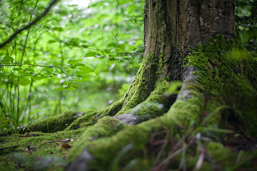 reforestemos